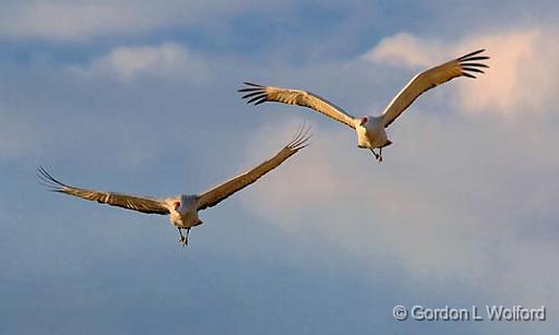 Sandhill Cranes_73202.jpg - Sandhill Cranes (Grus canadensis) in flightPhotographed in the Bosque del Apache National Wildlife Refuge near San Antonio, New Mexico, USA.